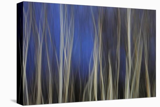 Mystic Forest 1287-Rica Belna-Premier Image Canvas