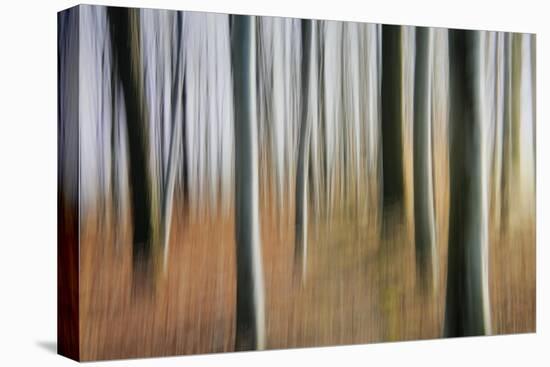 Mystic Forest 1295-Rica Belna-Premier Image Canvas