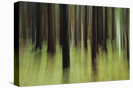 Mystic Forest 741-Rica Belna-Premier Image Canvas