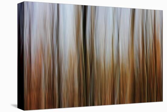 Mystic Forest 839-Rica Belna-Premier Image Canvas