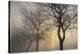 Mystic Trees with Owl-Cora Niele-Stretched Canvas