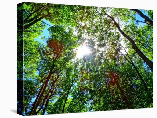 Mystical Forest Sky-Markus Bleichner-Stretched Canvas