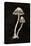 Mystical Halloween Mushrooms II-Mary Urban-Stretched Canvas