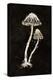 Mystical Halloween Mushrooms II-Mary Urban-Stretched Canvas