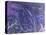 Mystical II Blue-Herb Dickinson-Premier Image Canvas