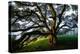 Mystical Old Oak Tree, Petaluma Countryside California-Vincent James-Premier Image Canvas