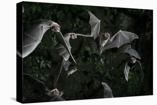 Naked-Backed (Moustached) Bats (Pteronotus Davyi) Emerging at Dusk, Tamana, Trinidad, West Indies-null-Premier Image Canvas