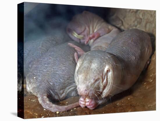 Naked Mole Rats-null-Premier Image Canvas