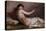 Naked Woman with Little Bird (Nudo Con Uccellino)-Demetrio Cosola-Premier Image Canvas