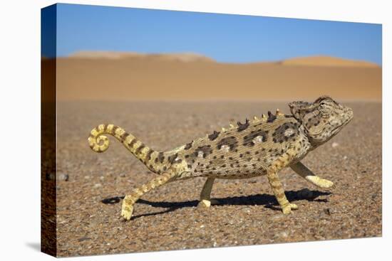 Namaqua Chameleon (Chamaeleo Namaquensis), Namib Desert, Namibia, April-Ann & Steve Toon-Premier Image Canvas