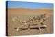 Namaqua Chameleon (Chamaeleo Namaquensis), Namib Desert, Namibia, April-Ann & Steve Toon-Premier Image Canvas