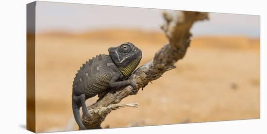 Namaqua Chameleon (Chamaeleo Namaquensis), Namib Desert, Swakopmund, Namibia-Wim van den Heever-Premier Image Canvas