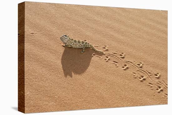 Namaqua Chameleon Leaving Trail in Sand-null-Premier Image Canvas