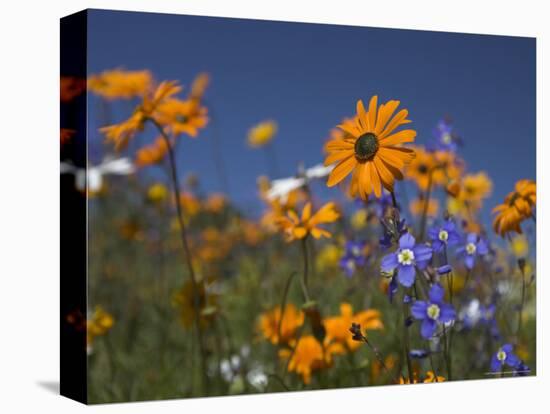 Namaqualand Daisies and Spring Wildflowers, Clanwilliam, South Africa-Steve & Ann Toon-Premier Image Canvas