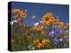Namaqualand Daisies and Spring Wildflowers, Clanwilliam, South Africa-Steve & Ann Toon-Premier Image Canvas