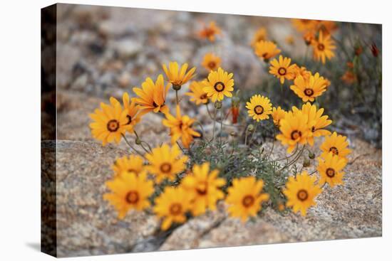 Namaqualand daisy (Jakkalsblom) (Dimorphotheca sinuata), Namakwa, Namaqualand, South Africa, Africa-James Hager-Premier Image Canvas