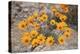 Namaqualand daisy (Jakkalsblom) (Dimorphotheca sinuata), Namakwa, Namaqualand, South Africa, Africa-James Hager-Premier Image Canvas