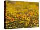 Namaqualand Daisy, Western Cape, South Africa, Africa-Toon Ann & Steve-Premier Image Canvas