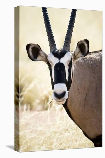 Namib and Nature Reserve, Namibia. a Close-up of a Gemsbok (Oryx)-Janet Muir-Premier Image Canvas