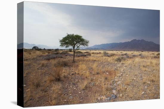 Namib-Naukluft National Park at Sunrise-Alex Saberi-Premier Image Canvas