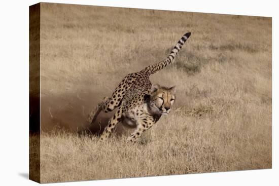 Namibia. Cheetah Running at the Cheetah Conservation Foundation-Janet Muir-Premier Image Canvas