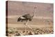 Namibia, Damaraland. Ostrich walking in the Palmwag Conservancy.-Jaynes Gallery-Premier Image Canvas