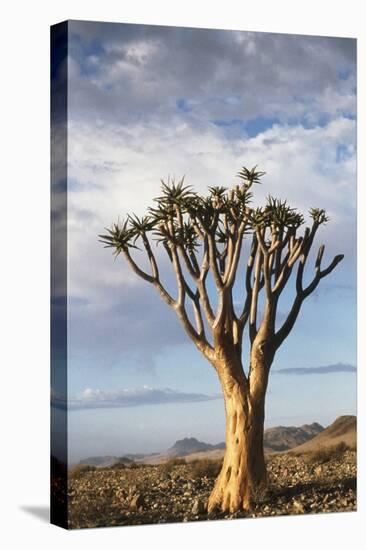 Namibia, Damaraland, View of Alone Aloe Dichotoma, Quiver Tree-Rick Daley-Premier Image Canvas