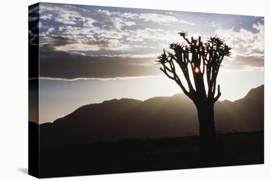 Namibia, Damaraland, View of Lone Quiver Tree, Against Sunrise-Rick Daley-Premier Image Canvas