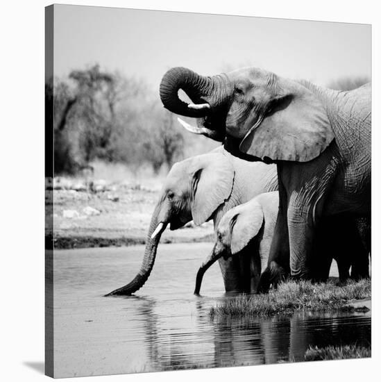 Namibia Elephants-Nina Papiorek-Stretched Canvas