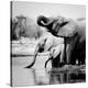 Namibia Elephants-Nina Papiorek-Stretched Canvas