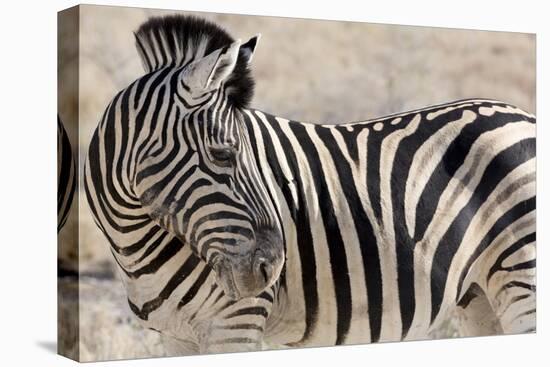 Namibia, Etosha National Park. Close-up of zebra.-Jaynes Gallery-Premier Image Canvas