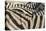 Namibia, Etosha National Park. Close-up of zebras.-Jaynes Gallery-Premier Image Canvas