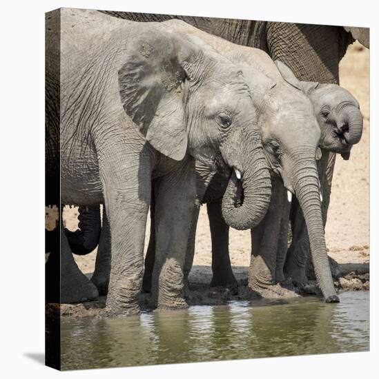 Namibia, Etosha National Park. Elephants Drinking at Waterhole-Wendy Kaveney-Premier Image Canvas