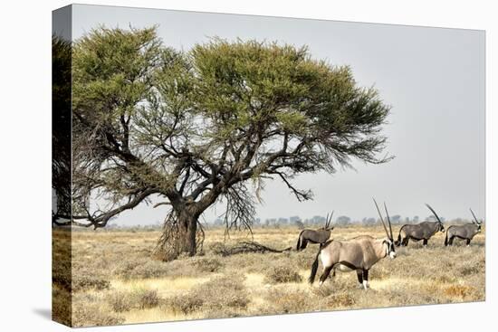 Namibia, Etosha National Park. Five Oryx and Tree-Wendy Kaveney-Premier Image Canvas