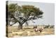 Namibia, Etosha National Park. Five Oryx and Tree-Wendy Kaveney-Premier Image Canvas