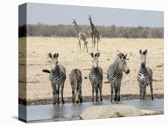 Namibia, Etosha National Park. Five Zebras and Giraffes at Waterhole-Wendy Kaveney-Premier Image Canvas