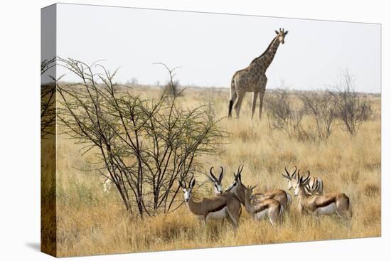 Namibia, Etosha National Park. Giraffe and Springboks-Wendy Kaveney-Premier Image Canvas