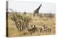 Namibia, Etosha National Park. Giraffe and Springboks-Wendy Kaveney-Premier Image Canvas