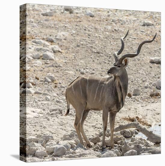 Namibia, Etosha National Park. Male Kudu-Wendy Kaveney-Premier Image Canvas