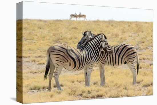 Namibia, Etosha National Park. Necking zebras with springboks.-Jaynes Gallery-Premier Image Canvas