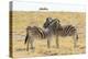 Namibia, Etosha National Park. Necking zebras with springboks.-Jaynes Gallery-Premier Image Canvas