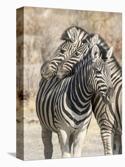 Namibia, Etosha National Park. Necking zebras.-Jaynes Gallery-Premier Image Canvas