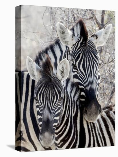 Namibia, Etosha National Park. Portrait of Two Zebras-Wendy Kaveney-Premier Image Canvas