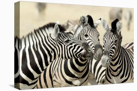 Namibia, Etosha, National Park. Three zebras nose to nose.-Jaynes Gallery-Premier Image Canvas