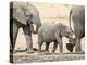 Namibia, Etosha NP. Baby Elephant Walking Between Two Adults-Wendy Kaveney-Premier Image Canvas