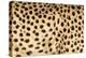 Namibia, Keetmanshoop. Close-up view of cheetah fur.-Jaynes Gallery-Premier Image Canvas