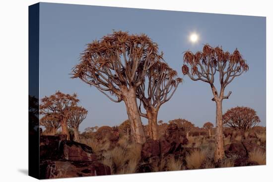 Namibia, Keetmanshoop, Quiver Tree Forest, Kokerboom at sunset.-Ellen Goff-Premier Image Canvas