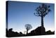 Namibia, Keetmanshoop, Quiver Tree Forest, Kokerboom. at sunset.-Ellen Goff-Premier Image Canvas