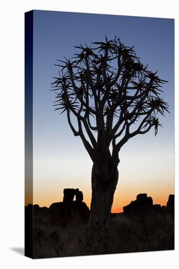 Namibia, Keetmanshoop, Quiver Tree Forest, Kokerboom at sunset.-Ellen Goff-Premier Image Canvas