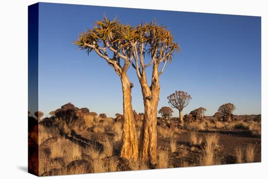 Namibia, Keetmanshoop, Quiver Tree Forest, Kokerboom.-Ellen Goff-Premier Image Canvas